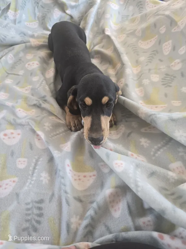 Lucys Boy 1 – Miniature Dachshund puppy for sale in Klamath Falls, OR