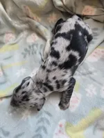 Titanias boy 1, a male Miniature Dachshund for sale in Klamath Falls, OR – 3 of 3