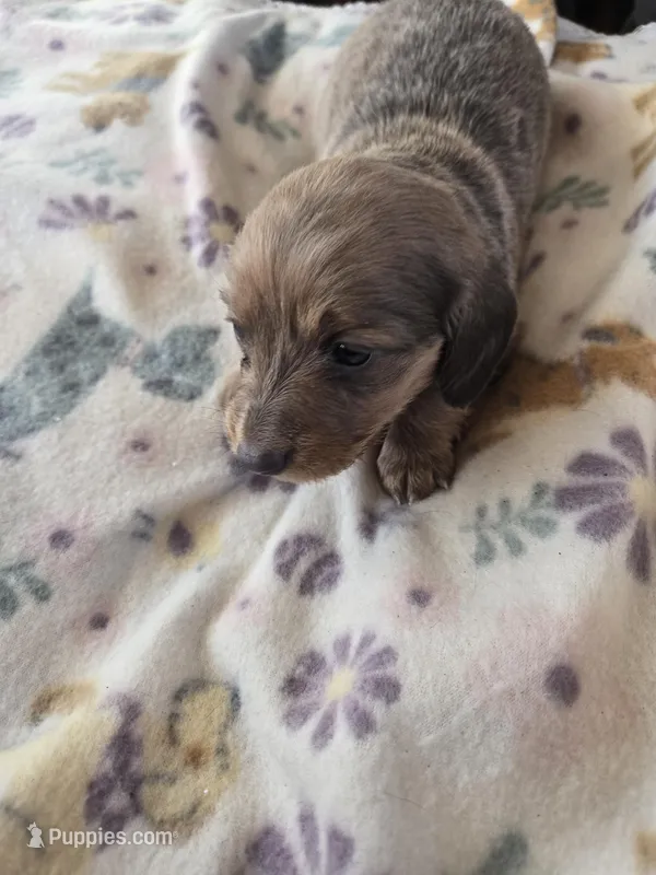 Minis girl 1 – Miniature Dachshund puppy for sale in Klamath Falls, OR