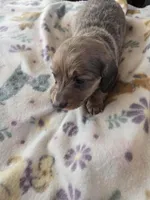 Minis girl 1, a female Miniature Dachshund for sale in Klamath Falls, OR – Photo 1 of 9