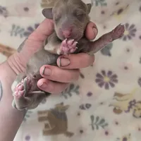 Minis girl 1, a female Miniature Dachshund for sale in Klamath Falls, OR – Photo 7 of 9