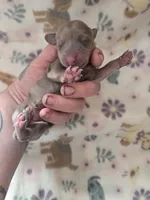 Minis girl 1, a female Miniature Dachshund for sale in Klamath Falls, OR – Photo 2 of 4