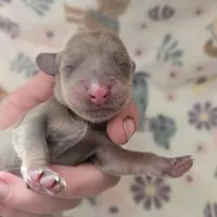 Minis girl 1, a female Miniature Dachshund for sale in Klamath Falls, OR – Photo 6 of 9