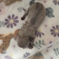 Minis girl 1, a female Miniature Dachshund for sale in Klamath Falls, OR – Photo 8 of 9