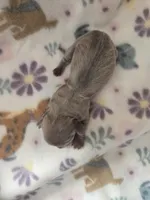 Minis girl 1, a female Miniature Dachshund for sale in Klamath Falls, OR – Photo 3 of 4