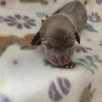 Minis girl 1, a female Miniature Dachshund for sale in Klamath Falls, OR – Photo 9 of 9