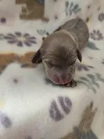 Minis girl 1, a female Miniature Dachshund for sale in Klamath Falls, OR – Photo 4 of 4