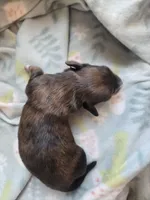 Titanias boy 2, a male Miniature Dachshund for sale in Klamath Falls, OR – 3 of 3