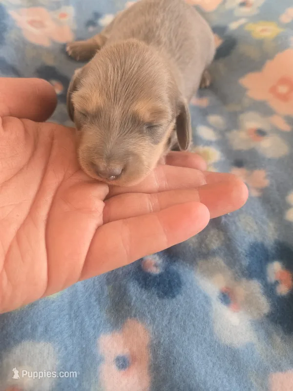 Stitious girl 1 – Miniature Dachshund puppy on hold in Klamath Falls, OR