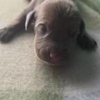 Tovahs boy 3, a male Miniature Dachshund for sale in Klamath Falls, OR – Photo 7 of 8
