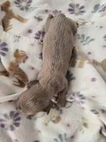 Tovahs boy 3, a male Miniature Dachshund for sale in Klamath Falls, OR – Photo 6 of 8