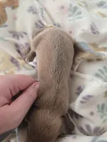 Tovahs boy 3, a male Miniature Dachshund for sale in Klamath Falls, OR – Photo 5 of 8