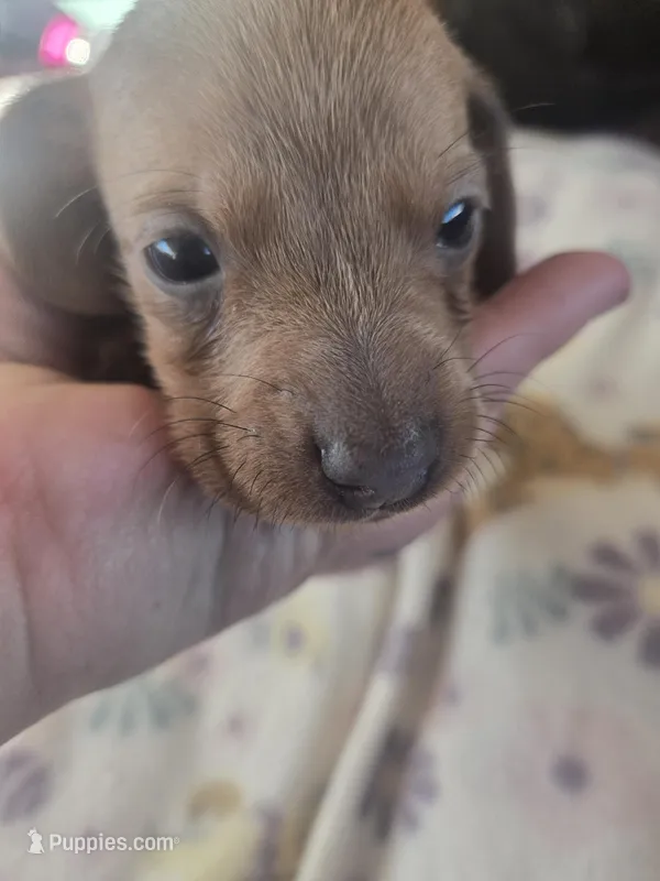 Tovahs boy 3 – Miniature Dachshund puppy for sale in Klamath Falls, OR