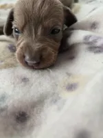 Tovahs boy 3, a male Miniature Dachshund for sale in Klamath Falls, OR – Photo 4 of 8