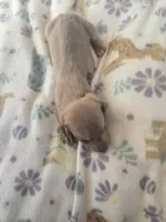 Tovahs boy 3, a male Miniature Dachshund for sale in Klamath Falls, OR – Photo 2 of 8