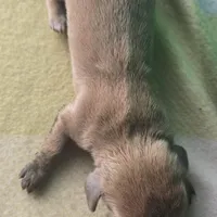 Tovahs boy 3, a male Miniature Dachshund for sale in Klamath Falls, OR – Photo 8 of 8