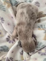 Minis boy 1, a male Miniature Dachshund for sale in Klamath Falls, OR – Photo 4 of 8