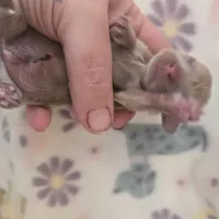 Minis boy 1, a male Miniature Dachshund for sale in Klamath Falls, OR – Photo 6 of 8