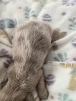 Minis boy 1, a male Miniature Dachshund for sale in Klamath Falls, OR – Photo 5 of 8