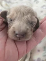 Minis boy 1, a male Miniature Dachshund for sale in Klamath Falls, OR – Photo 2 of 8