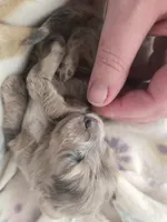 Minis boy 1, a male Miniature Dachshund for sale in Klamath Falls, OR – Photo 3 of 8