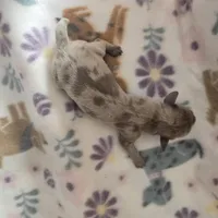 Minis boy 1, a male Miniature Dachshund for sale in Klamath Falls, OR – Photo 8 of 8