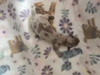 Minis boy 1, a male Miniature Dachshund for sale in Klamath Falls, OR – Photo 3 of 3