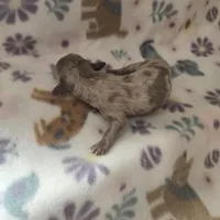 Minis boy 1, a male Miniature Dachshund for sale in Klamath Falls, OR – Photo 7 of 8