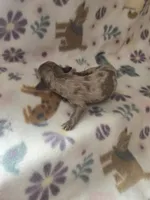 Minis boy 1, a male Miniature Dachshund for sale in Klamath Falls, OR – Photo 2 of 3