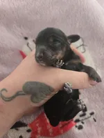 Lucys boy 1, a male Miniature Dachshund for sale in Klamath Falls, OR – 3 of 3