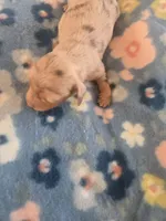 Stitious girl 3, a female Miniature Dachshund for sale in Klamath Falls, OR – 2 of 5