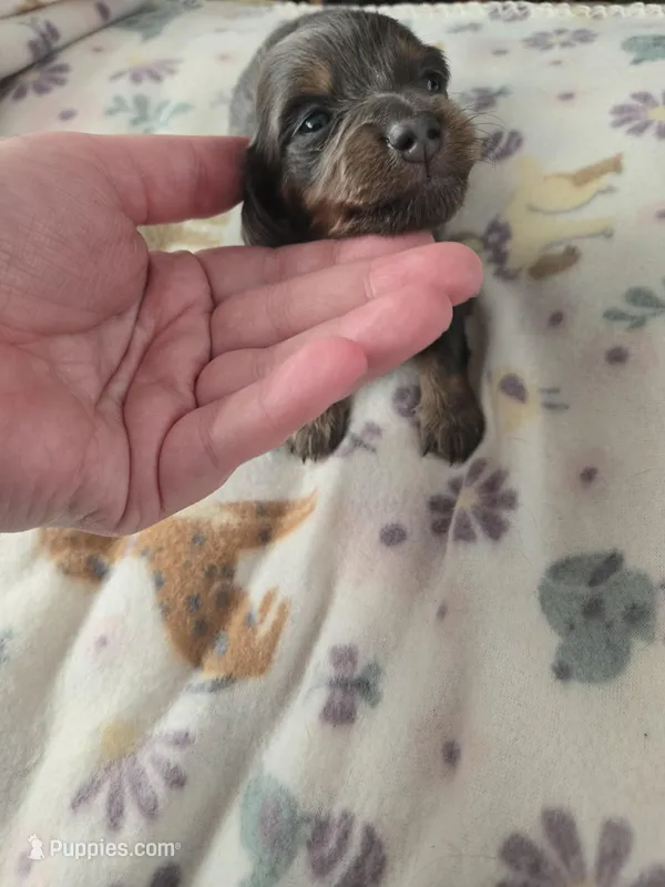 Mini girl 3 – Miniature Dachshund puppy for sale in Klamath Falls, OR