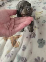 Mini girl 3, a female Miniature Dachshund for sale in Klamath Falls, OR – Photo 1 of 7