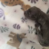 Mini girl 3, a female Miniature Dachshund for sale in Klamath Falls, OR – Photo 7 of 7