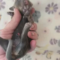 Mini girl 3, a female Miniature Dachshund for sale in Klamath Falls, OR – Photo 5 of 7