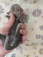 Mini girl 3, a female Miniature Dachshund for sale in Klamath Falls, OR – Photo 1 of 3