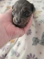 Mini girl 3, a female Miniature Dachshund for sale in Klamath Falls, OR – Photo 2 of 7