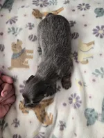 Mini girl 3, a female Miniature Dachshund for sale in Klamath Falls, OR – Photo 4 of 7