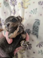 Mini girl 3, a female Miniature Dachshund for sale in Klamath Falls, OR – Photo 3 of 7