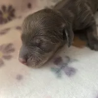 Mini girl 3, a female Miniature Dachshund for sale in Klamath Falls, OR – Photo 6 of 7