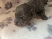 Mini girl 3, a female Miniature Dachshund for sale in Klamath Falls, OR – Photo 2 of 3