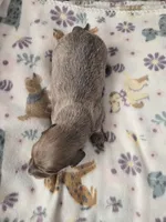 Minis girl 1, a female Miniature Dachshund for sale in Klamath Falls, OR – Photo 3 of 9