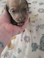 Minis girl 1, a female Miniature Dachshund for sale in Klamath Falls, OR – Photo 5 of 9