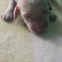 Tovahs boy 2, a male Miniature Dachshund for sale in Klamath Falls, OR – Photo 1 of 2