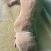 Tovahs boy 2, a male Miniature Dachshund for sale in Klamath Falls, OR – Photo 2 of 2