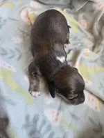 Titanias boy 3, a male Miniature Dachshund for sale in Klamath Falls, OR – 3 of 3