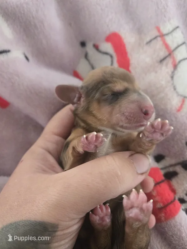 Lucys girl 1 – Miniature Dachshund puppy for sale in Klamath Falls, OR