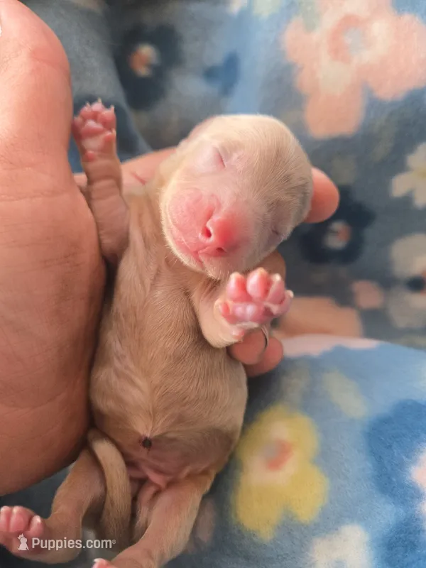 Stitious girl 3 – Miniature Dachshund puppy for sale in Klamath Falls, OR