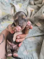 Titanias boy 3, a male Miniature Dachshund for sale in Klamath Falls, OR – 2 of 3