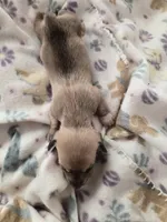 Tovahs girl 1, a female Miniature Dachshund for sale in Klamath Falls, OR – Photo 4 of 7